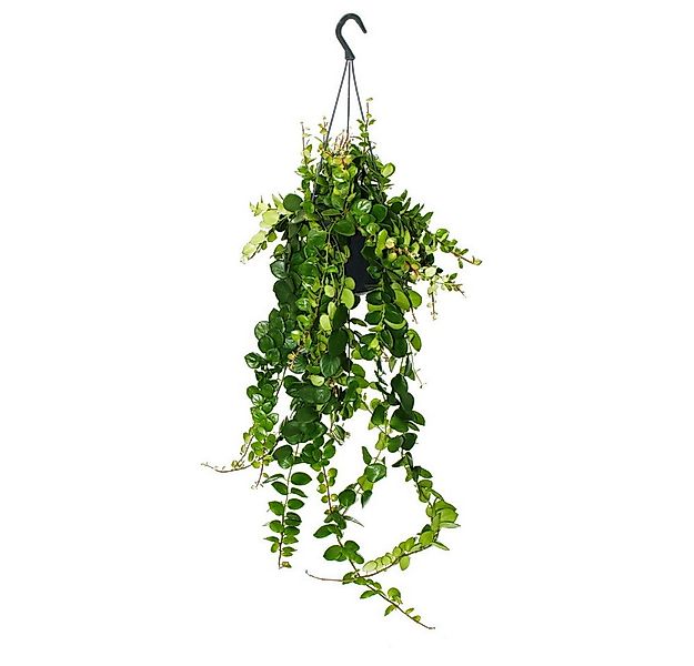 Exotenherz Zimmerpflanze Lippenstiftpflanze Aeschynanthus Pink Polka hängen günstig online kaufen