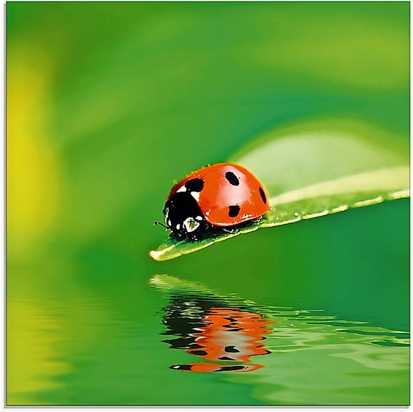Artland Glasbild "Marienkäfer auf einem Blatt" Insekten 1 Stk. tlg. in vers günstig online kaufen