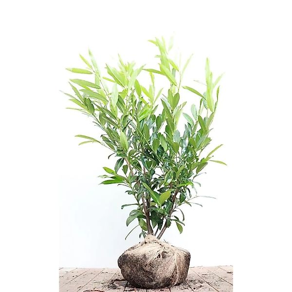 Prunus,aurocerasus 'Caucasica' 100-125 cm günstig online kaufen