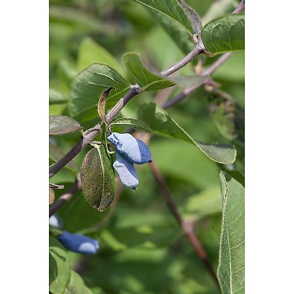 Lonicera Kamtschatica Eisbär Honigbeere Weiß 50–60 Cm günstig online kaufen
