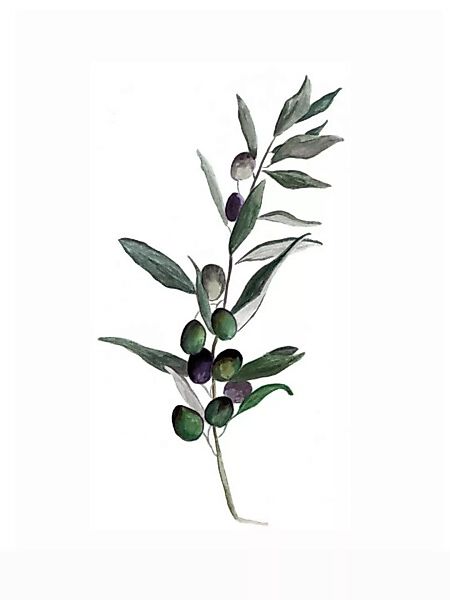 Poster / Leinwandbild - Mantika Botanical Olivenzweig günstig online kaufen