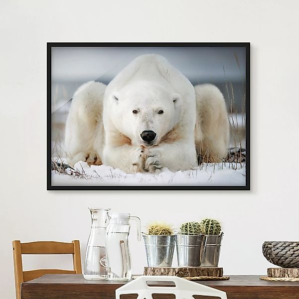 Bild mit Rahmen Tiere - Querformat Nachdenklicher Eisbär günstig online kaufen