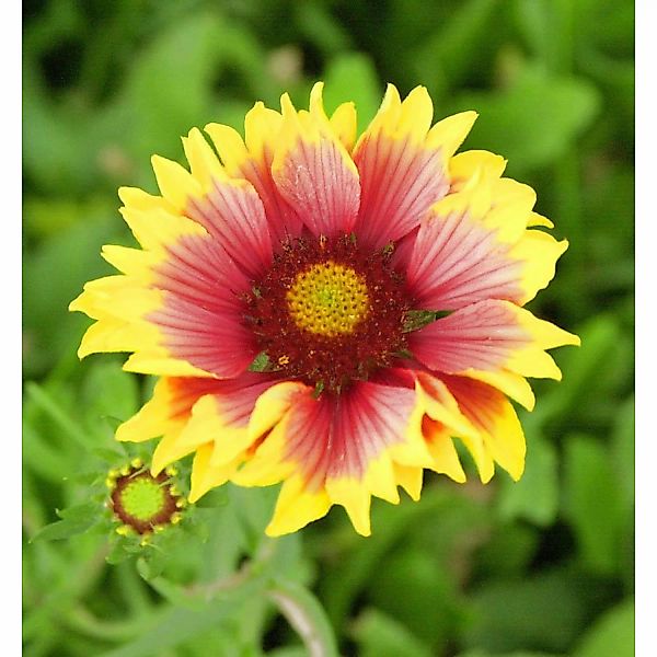 Korkadenblume Fackelschein - Gaillardia grandiflora günstig online kaufen