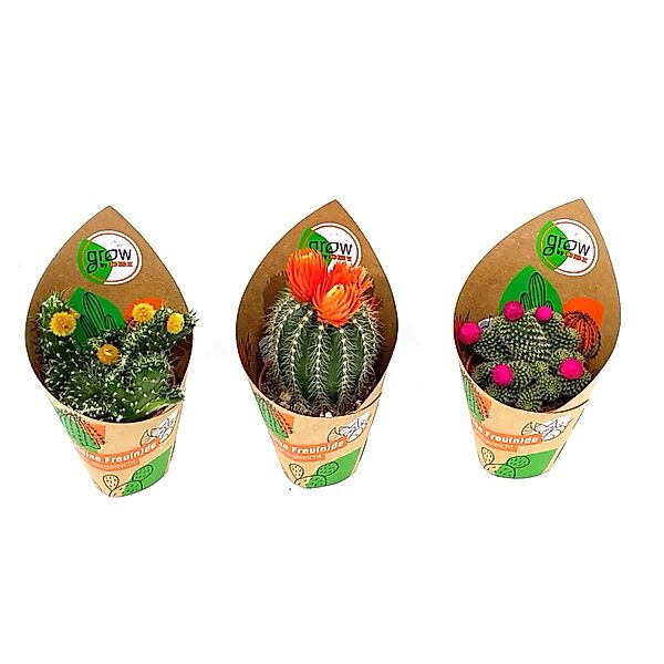 GROW by OBI Kakteen mit Strohblüte 3-fach sortiert Topf-Ø ca. 5,5 cm günstig online kaufen