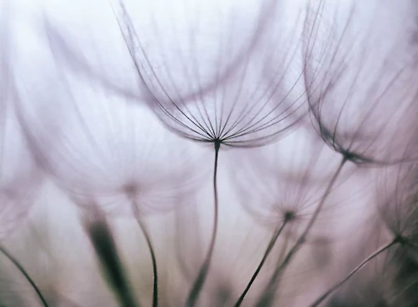 Papermoon Fototapete »Purple Abstract Dandelion« günstig online kaufen