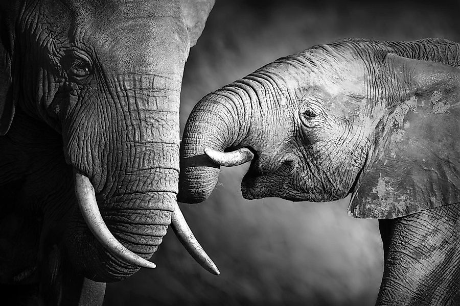 queence Leinwandbild Elefant, Elefant, Elefanten, Elefanten günstig online kaufen