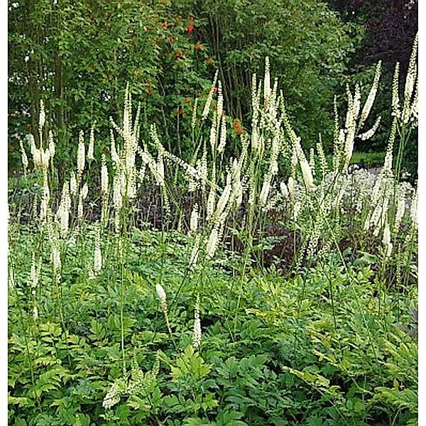 Juli Silberkerze - Actaea racemosa günstig online kaufen