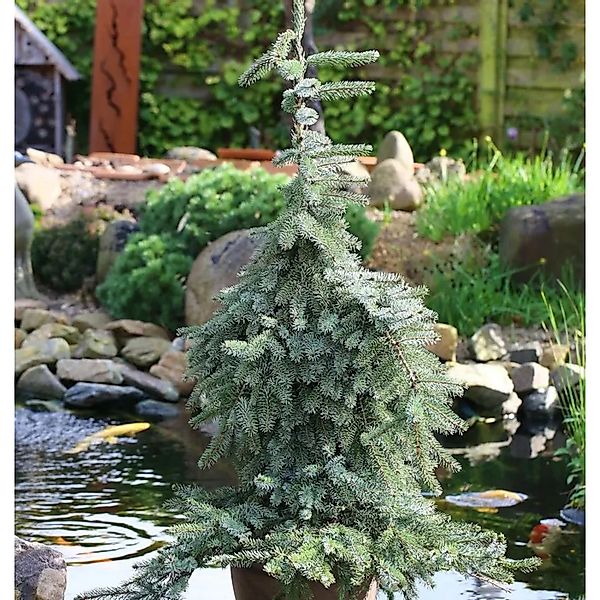 Hängende Omorika Fichte Bruns 30-40cm - Picea omorika günstig online kaufen