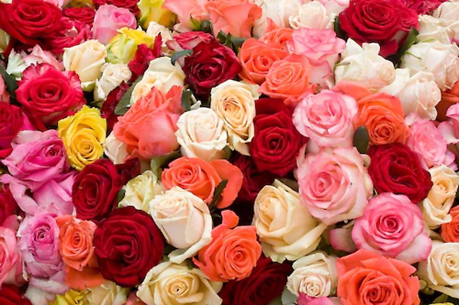 Papermoon Fototapete »Roses« günstig online kaufen