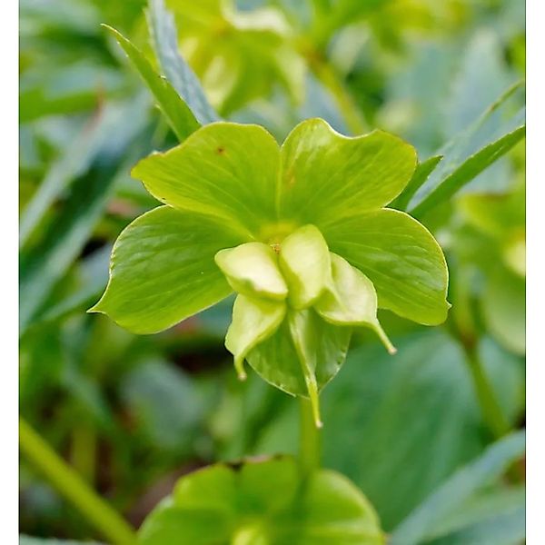 Korsika Nieswurz - Helleborus,ividus günstig online kaufen