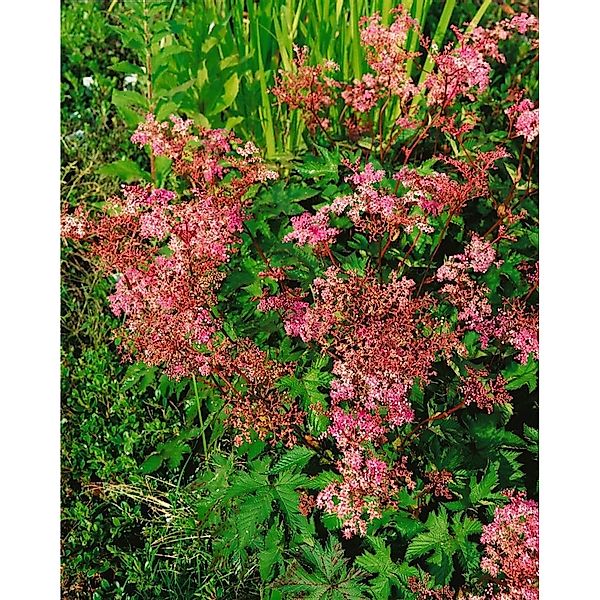 Filipendula Palmata Nana Sibirische Spierstaude Ca. 9x9 cm Topf günstig online kaufen