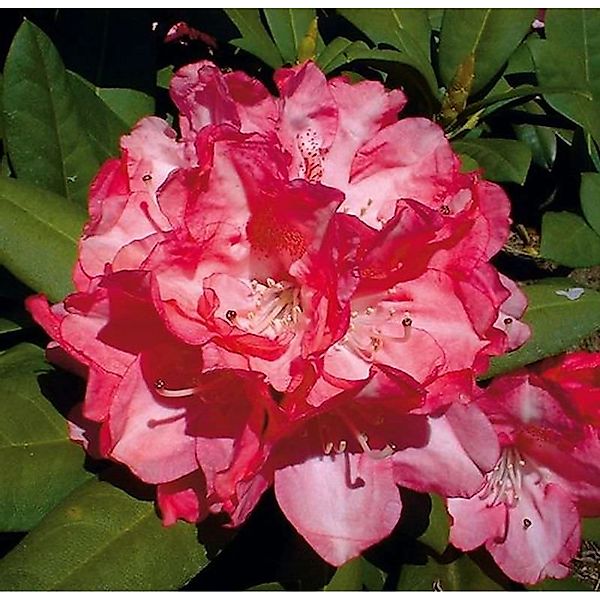 Hochstamm Rhododendron Anuschka 80-100cm - Alpenrose günstig online kaufen