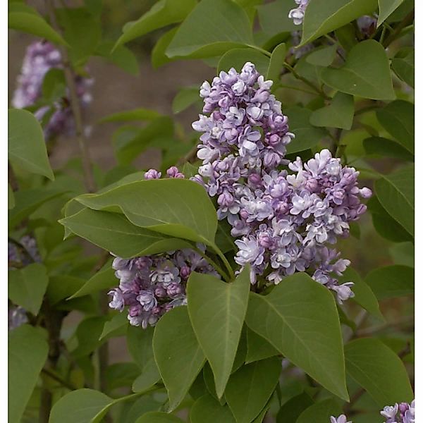 Hochstamm Edelflieder Katharine Havemeyer 80-100cm - Syringa vulgaris günstig online kaufen