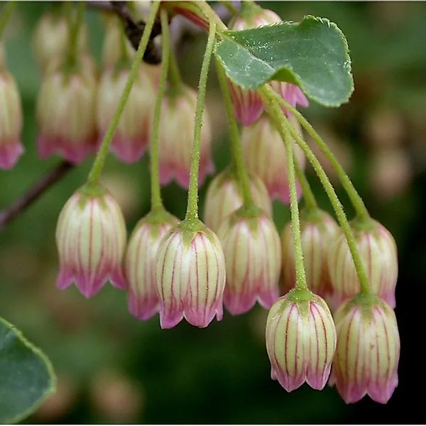 Chinesische Prachtglocke 60-80cm - Enkianthus chinensis günstig online kaufen