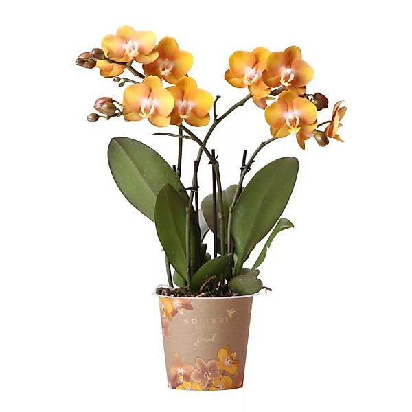 Kolibri Orchideen Orange Goldene Phalaenopsis Orchidee Topfgröße 12cm Juwel günstig online kaufen