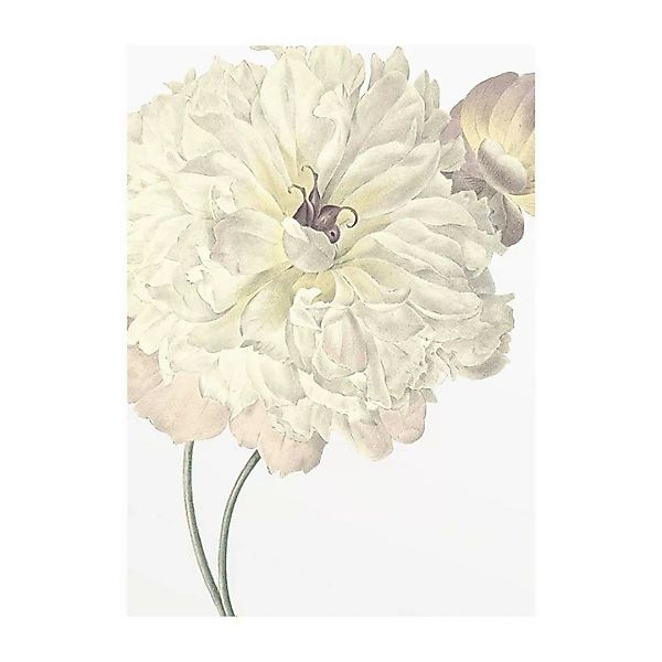 Komar Wandbild Illustration Dahlia Blume B/L: ca. 30x40 cm günstig online kaufen