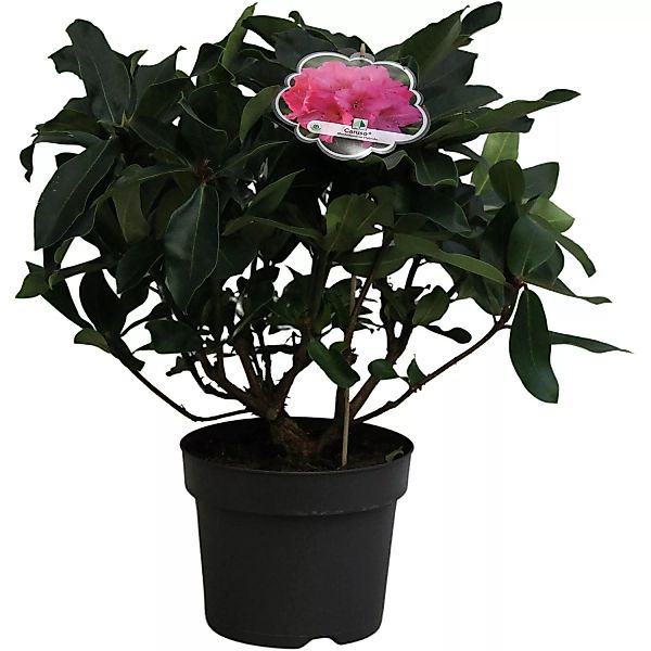 Rhododendron Caruso Pink Höhe ca. 40 - 50 cm Topf ca. 7,5 l günstig online kaufen