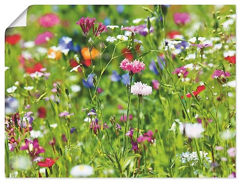 Artland Wandbild "Blumenwiese I", Blumenwiese, (1 St.), als Leinwandbild, P günstig online kaufen