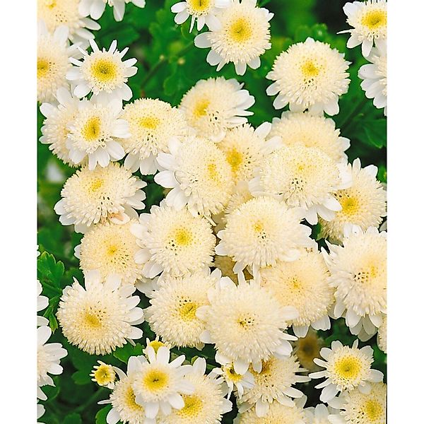 Pflanzen für Dich Staude Tanacetum parthenium, 1 St., Mutterkraut, Falsche günstig online kaufen