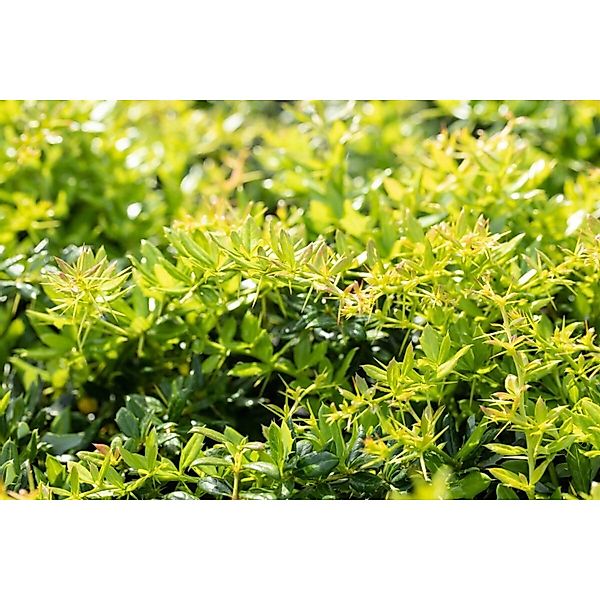 Berberis Frikartii Verrucandi Berberitze 40–50 cm günstig online kaufen