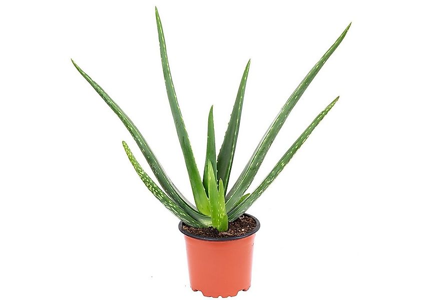 Flowerbox Zimmerpflanze Echte Aloe - Aloe vera, - Höhe ca. 40 cm, Topf-Ø 12 günstig online kaufen