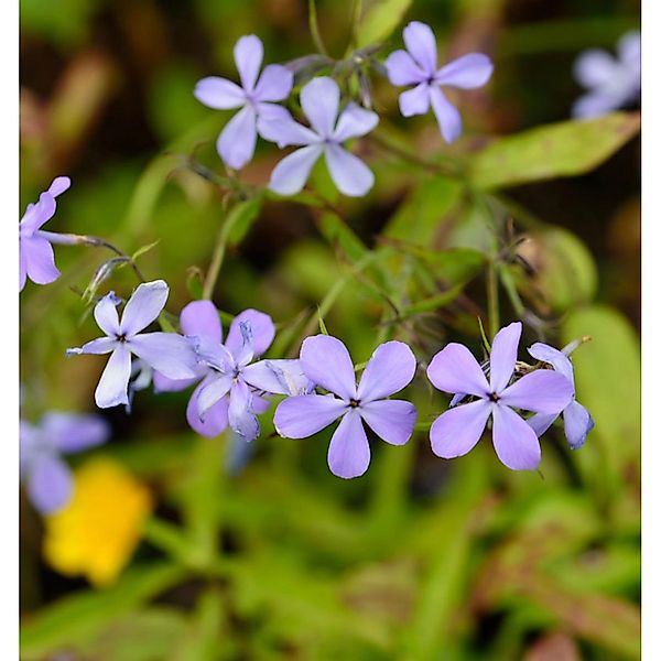 Niedrige Flammenblume Blue Moon - Phlox divaricata günstig online kaufen