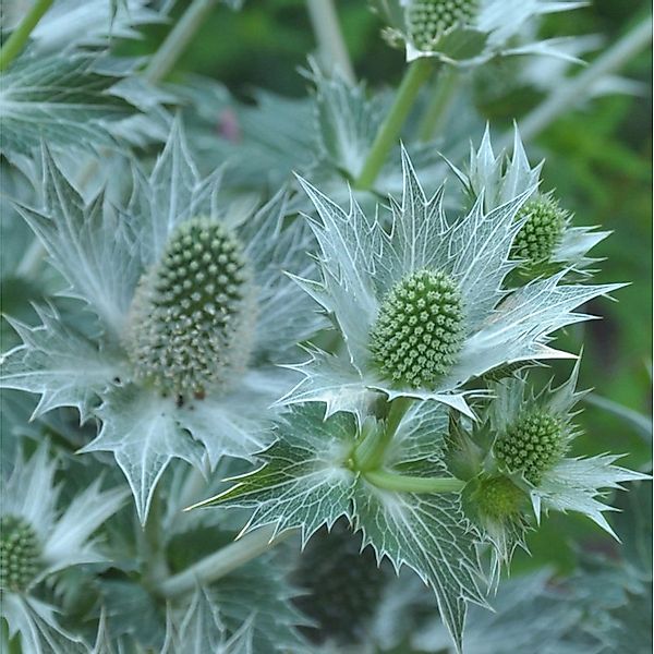 Elfenbein-Mannstreu - Eryngium giganteum günstig online kaufen