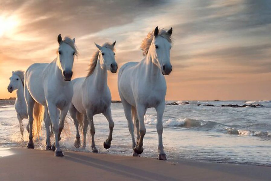 Papermoon Fototapete »Pferde am strand« günstig online kaufen