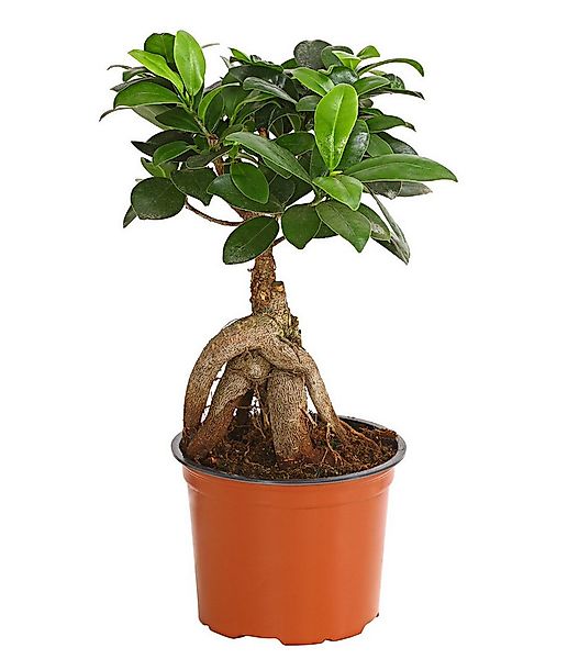 Dehner Zimmerpflanze Chinesische Feige Ginseng, Ficus microcarpa, Bonsai, Z günstig online kaufen