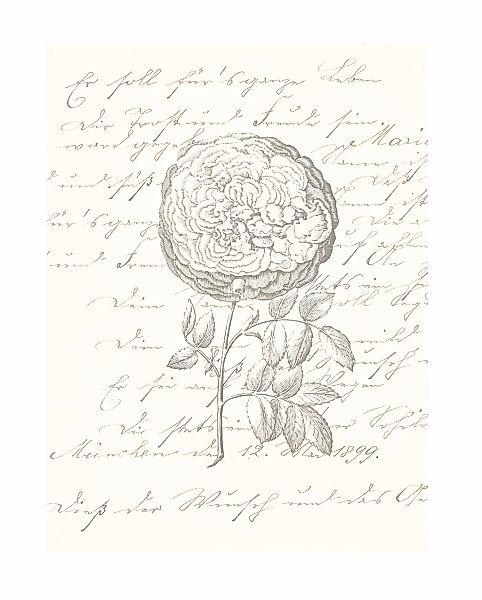 Komar Bild "Ma Chérie" Natur 1 Stk. tlg. Wandbild zur Dekoration - ohne Rah günstig online kaufen