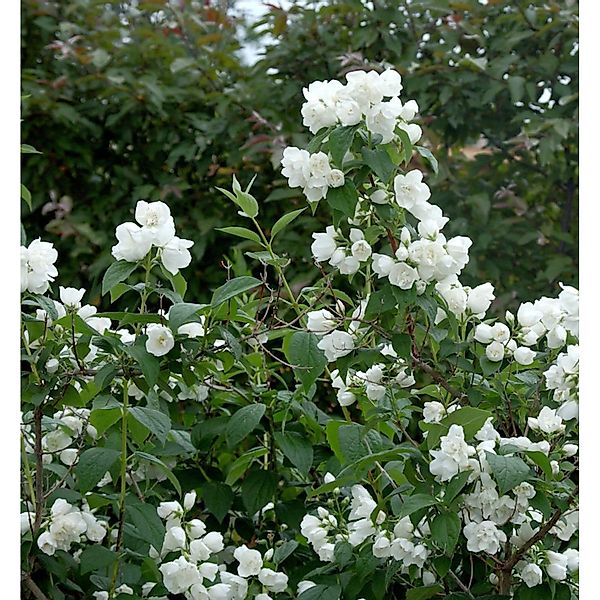 Gefüllter Gartenjasmin Schneesturm 80-100cm - Philadelphus günstig online kaufen