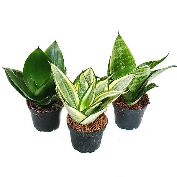 Exotenherz Sansevieria Trifaciata Hahnii 3 Verschiedene Pflanzen im 5,5cm T günstig online kaufen