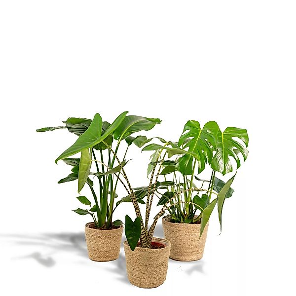 Hello Plants | Set mit 3 Zimmerpflanzen im Korb Monstera, Alocasia & Streli günstig online kaufen