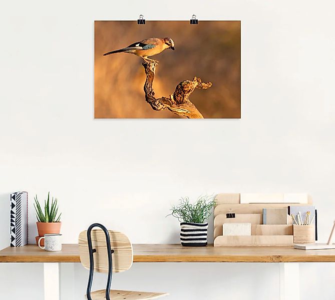 Artland Wandbild "Eichelhäher", Vogelbilder, (1 St.), als Leinwandbild, Pos günstig online kaufen