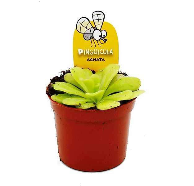 Exotenherz Zimmerpflanze Fleischfressende Pflanze - Fettkraut - Pinguicula günstig online kaufen