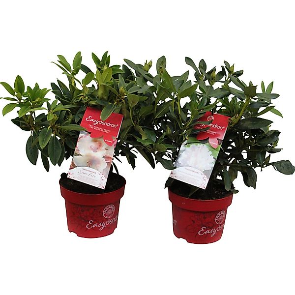 Rhododendron Inkarho Easydendron Höhe ca. 30 - 40 cm Topf ca. 5 l günstig online kaufen