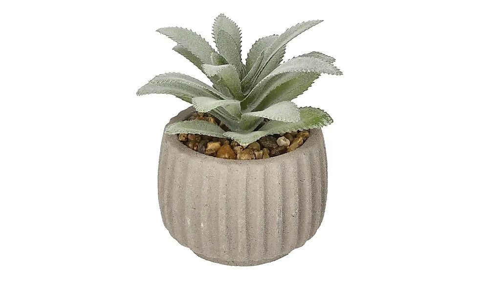 HOME STORY Sukkulente getopft   ¦ beige ¦ Kunststoff,Zement,Stein ¦ Maße (c günstig online kaufen