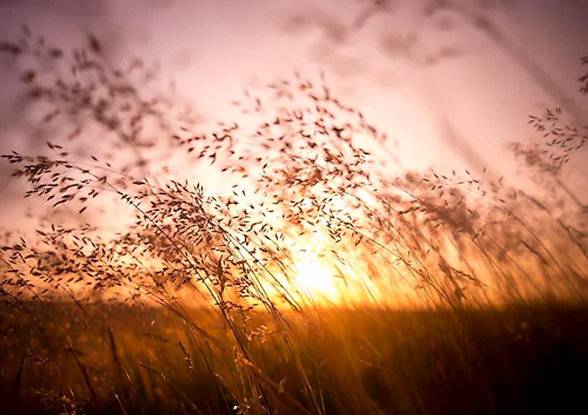 Papermoon Fototapete »Summer Dry Grass« glatt günstig online kaufen