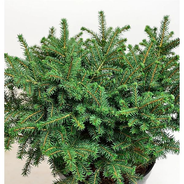 Serbische Kugelfichte Karel 20-25cm - Picea omorika Karel günstig online kaufen