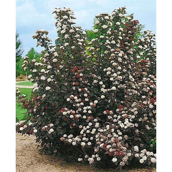 Physocarpus Opulifolius Midnight Blasenspiere Dunkelrot 40–60 cm günstig online kaufen