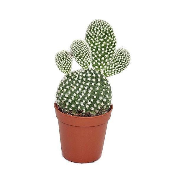 Exotenherz Kaktus Opuntia microdasys albata - weisstachliger Ohrenkaktus - günstig online kaufen
