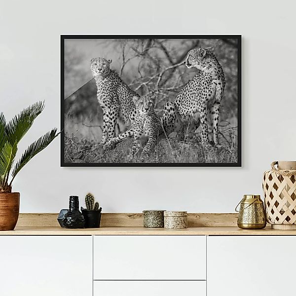 Bild mit Rahmen Schwarz-Weiß - Querformat Drei Geparden günstig online kaufen