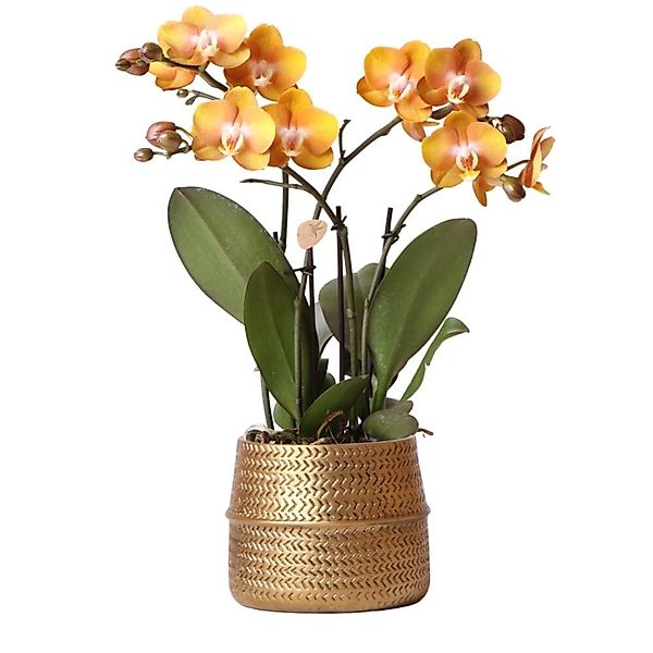 Kolibri Orchids Orange Phalaenopsis Orchidee Las Vegas im Goldenen Groove Z günstig online kaufen