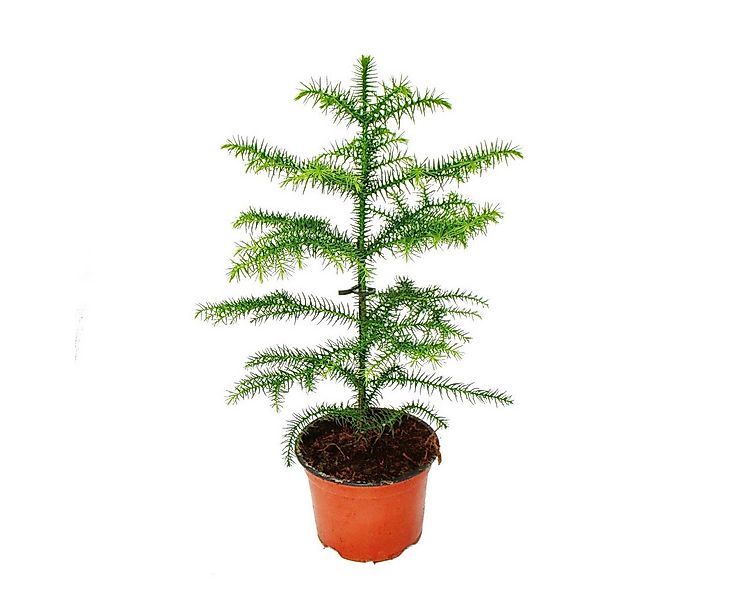 Exotenherz Zimmerpflanze Araucaria heterophylla 12cm, Zimmertanne günstig online kaufen
