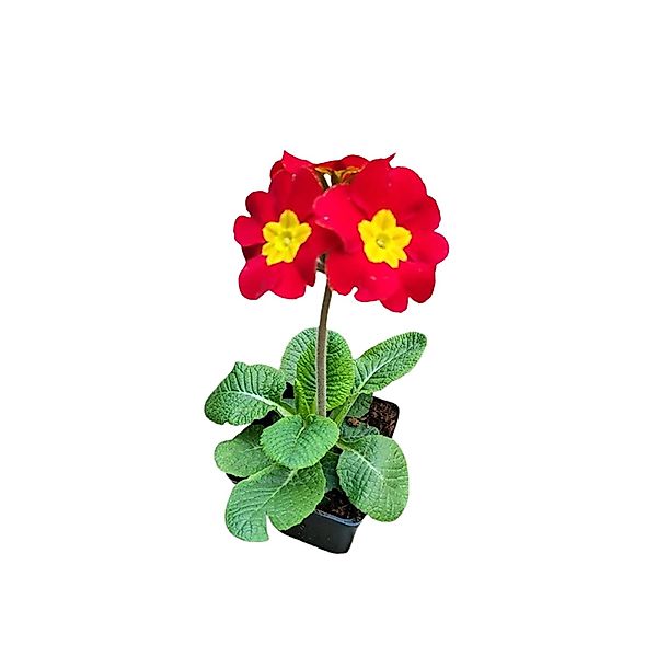 Garten-Schlüsselblume Goldnugget Rot Topf-Ø ca. 9 cm x 9 cm Primula günstig online kaufen