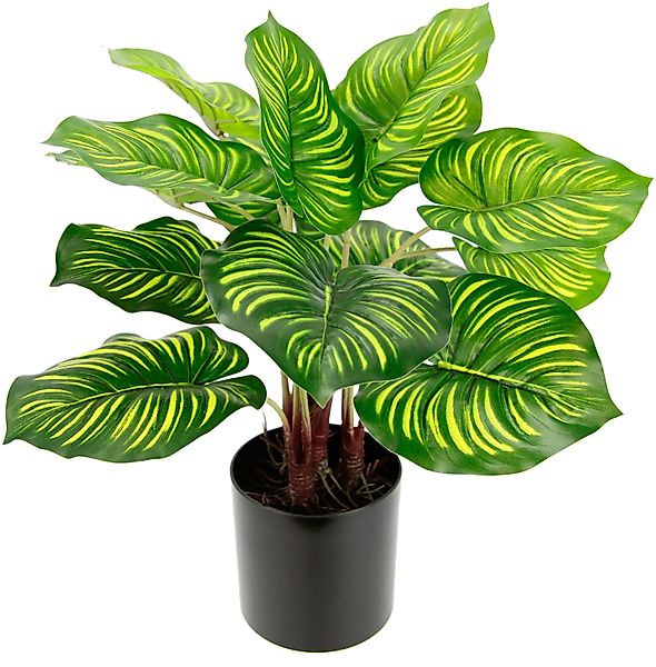 Künstliche Zimmerpflanze Maranthus, I.GE.A., Höhe 40 günstig online kaufen