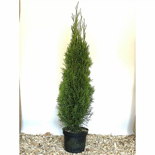 Baumfink Thuja Smaragd im Topf 40-60cm günstig online kaufen