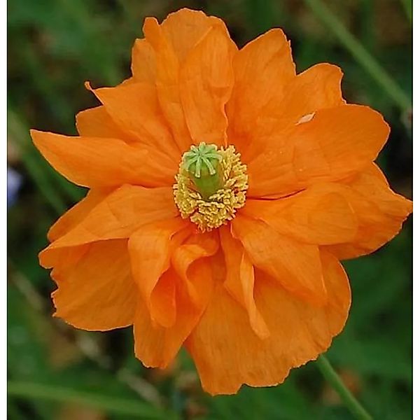 Amerikanischer Mohn Semiplenum - Papaver,ateritium günstig online kaufen