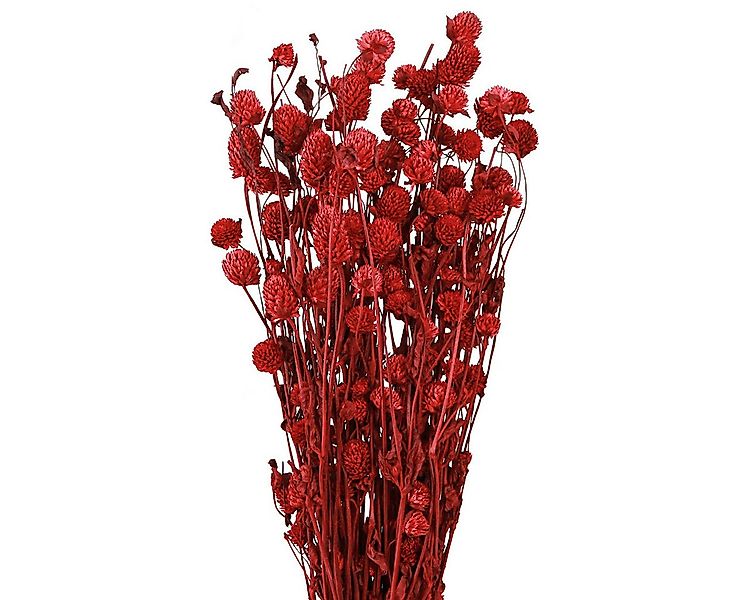 Trockenblume Kugelamarant Dunkelrot Kunstblumen 45cm 100g Deko, Viana, Höhe günstig online kaufen