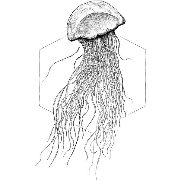 Komar Bild "Jellyfish White" Tiere 1 Stk. tlg. Wandbild zur Dekoration - oh günstig online kaufen